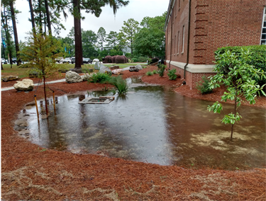 Bioretention area in rain