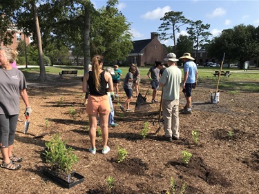 Volunteers planting a rain garden.
