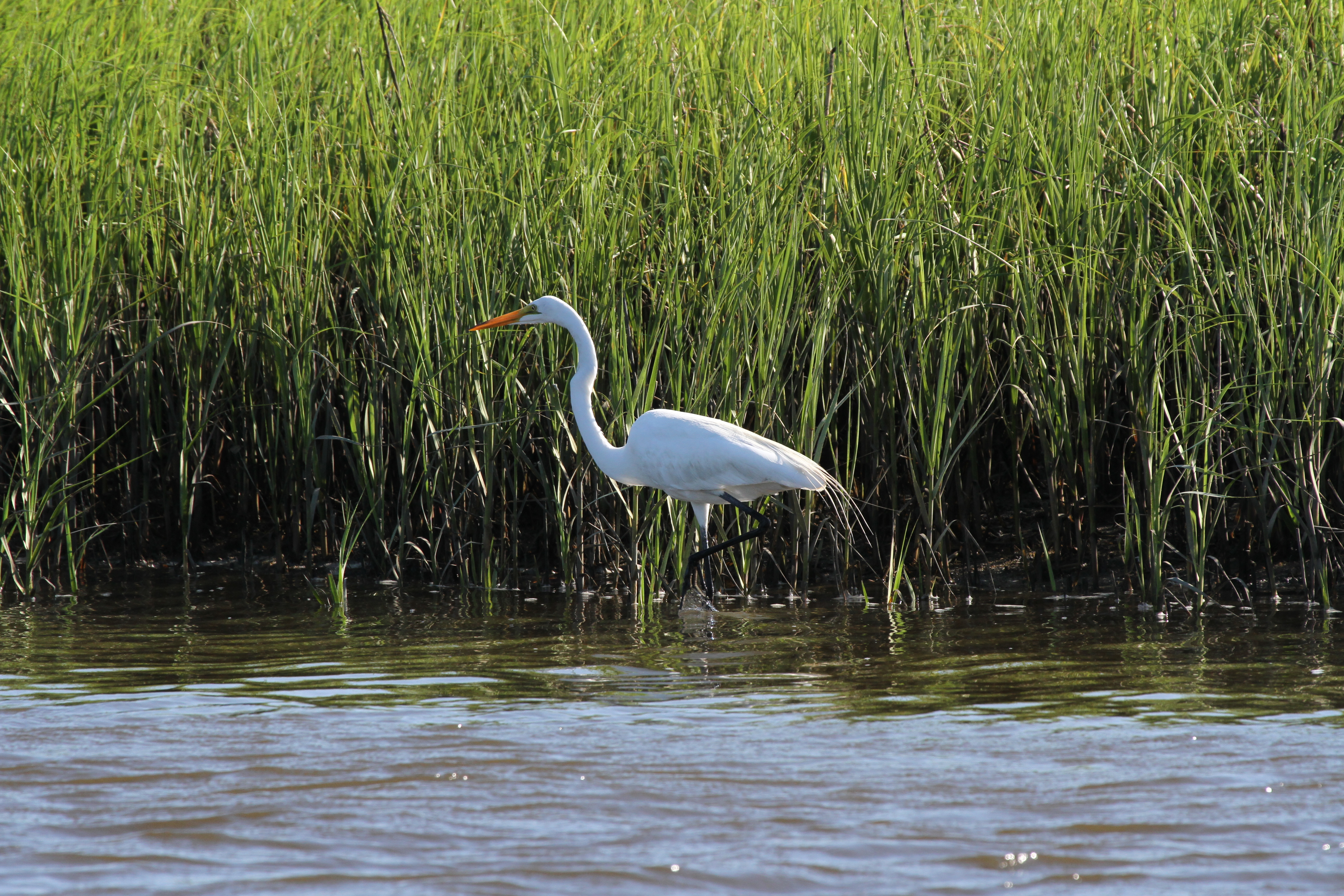 White bird in front of green salt marsh grass. 