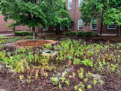 Wet soils and plants in a rain garden in front of Leutze Hall UNCW. 