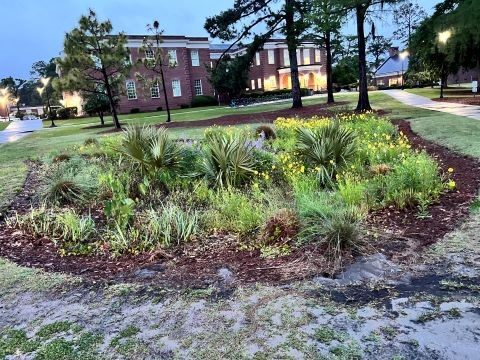 Rain garden filled with grasses and plants at night in front of DePaolo Hall UNCW.