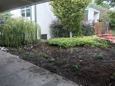 Fully planted rain garden from Rain Garden Workshop at NHC Arboretum