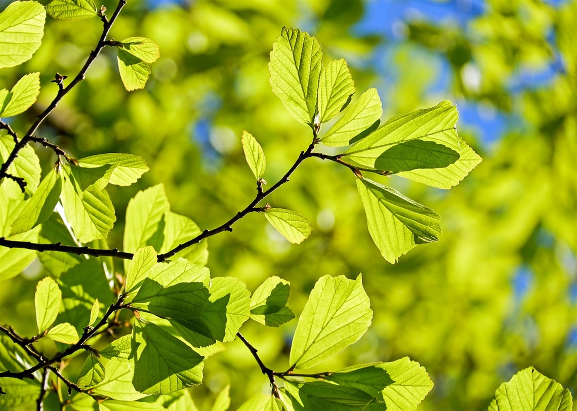 The leaves of a deciduous oak tree.